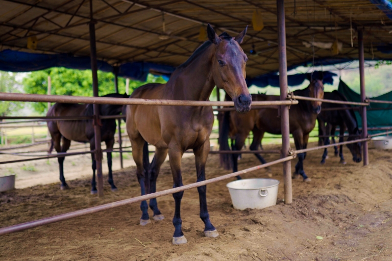 Strode Marwari Paardensportervaring: stoeterij + paardrijden