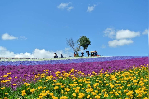 Furano & Biei Day Tour with Lavender Pillow-Making option Buffet Lunch included