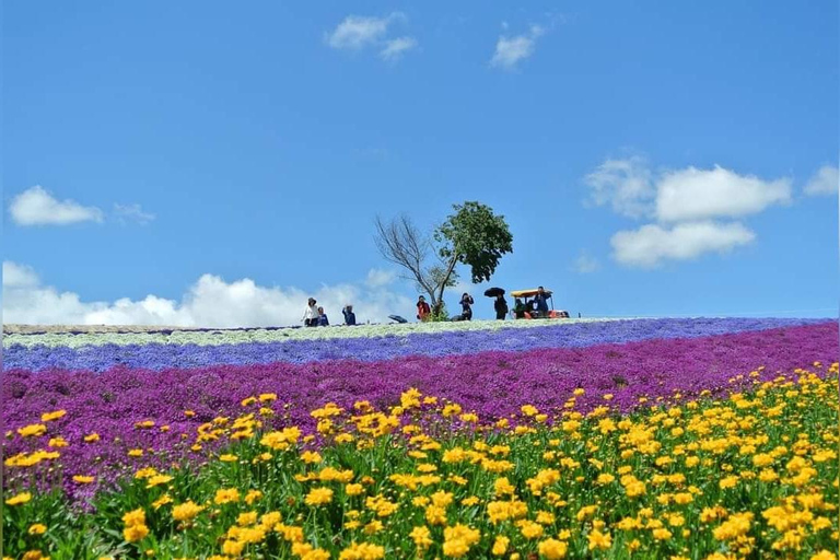 Furano & Biei Day Tour with Lavender Pillow-Making option Buffet Lunch included