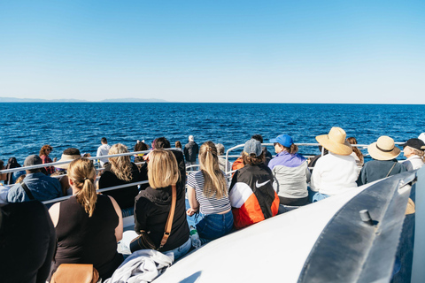 San Pedro: West Harbor LA Dolphin & Whale Watching Cruise