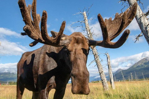 Anchorage: Mount Alyeska Tram & Wildlife Center Tour