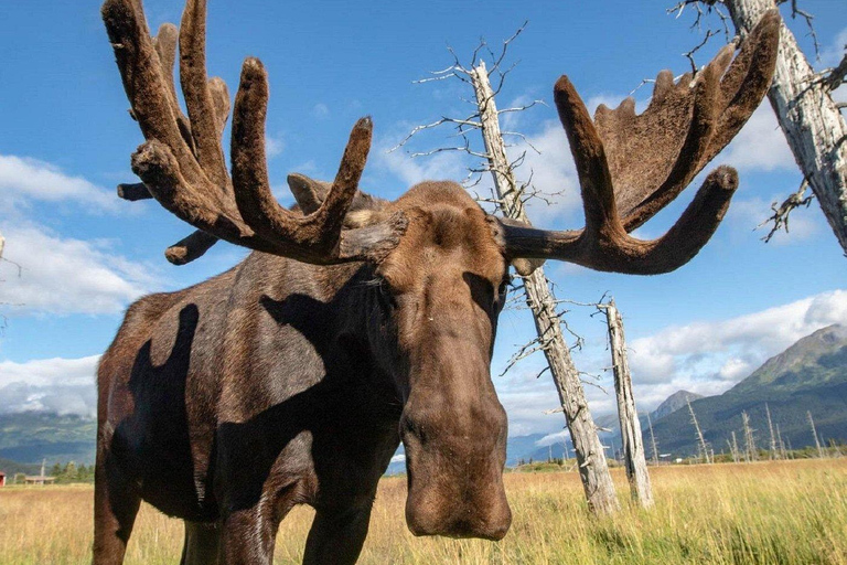 Anchorage: Mount Alyeska Tram & Wildlife Center Tour