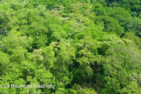 Zanzibar: tour della foresta di Masingini, dell'apicoltura e della spiaggia di MtendeZanzibar: foresta di Masingini, apicoltura e tour della spiaggia di Mtende