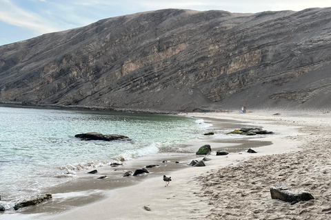 From Ica: Ballestas Islands and Paracas National Reserve. Private from Ica: Ballestas Islands and Paracas National Reserve.