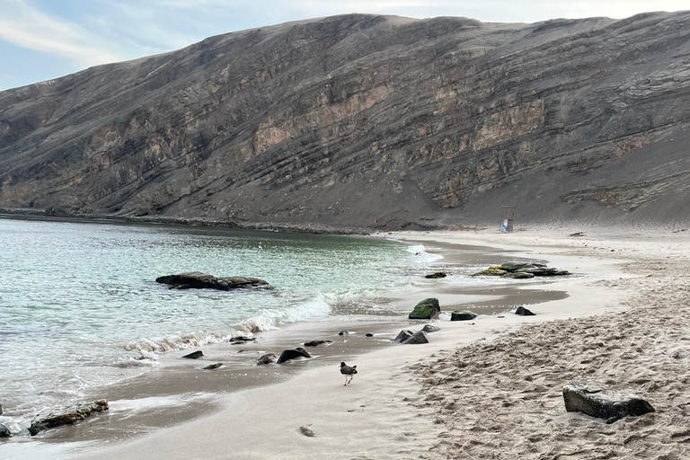 From Ica: Ballestas Islands and Paracas National Reserve. Private from Ica: Ballestas Islands and Paracas National Reserve.