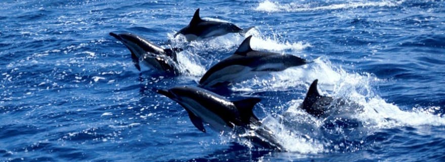 Nager avec des tortues, plage de Paje, restaurant The Rock, grotte de Kuza