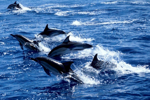 Starfish Adventure, Lunch at The Rock, Mnemba Dolphin Tour