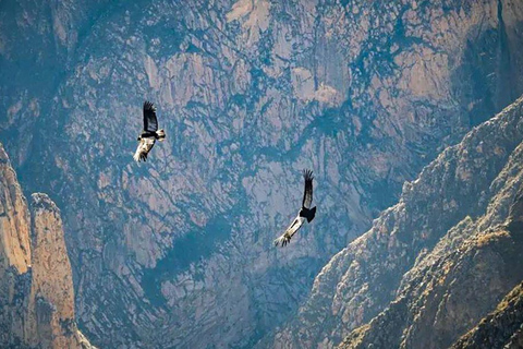 From Arequipa: Colca Canyon and Condor Watching Day Trip