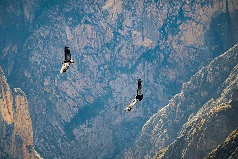 From Arequipa: Colca Canyon and Condor Watching Day Trip