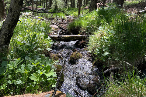 Zermatt: Survival Training & Bushcraft (without fire)