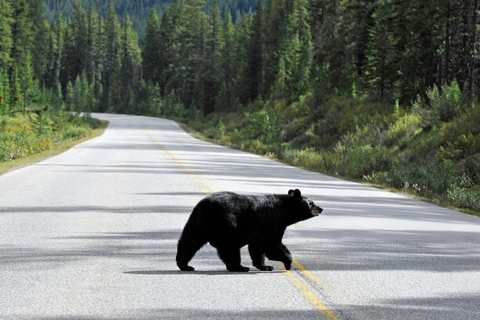 Moraine Lake, Emerald, Louise, Johnston Canyon & Banff Town Moraine Lake, Emerald, Louise, Johnston Canyon & Banff Town