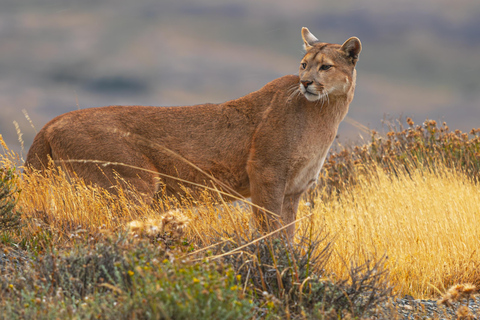 Puma Tracking (Puma spotting) - Torres del Paine Puma Tracking (Puma Sighting) - Torres del Paine