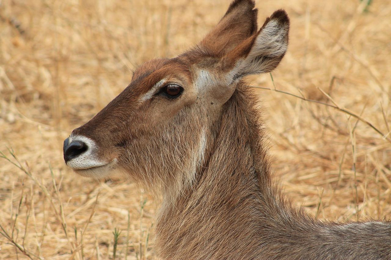 Safaris de 3 DÍAS con elefantes en Tarangire y el cráter del NgorongoroSafaris de 3 días con elefantes en Tarangire y el cráter del Ngorongoro