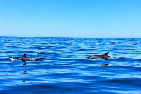Can Picafort: Dolphin Watching Boat Tour with Swimming&caves Can Picafort: Dolphin Watching Boat Tour with Swimming stop