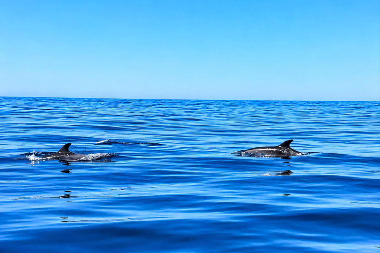 Can Picafort: Dolphin Watching Boat Tour with Swimming&caves Can Picafort: Dolphin Watching Boat Tour with Swimming stop