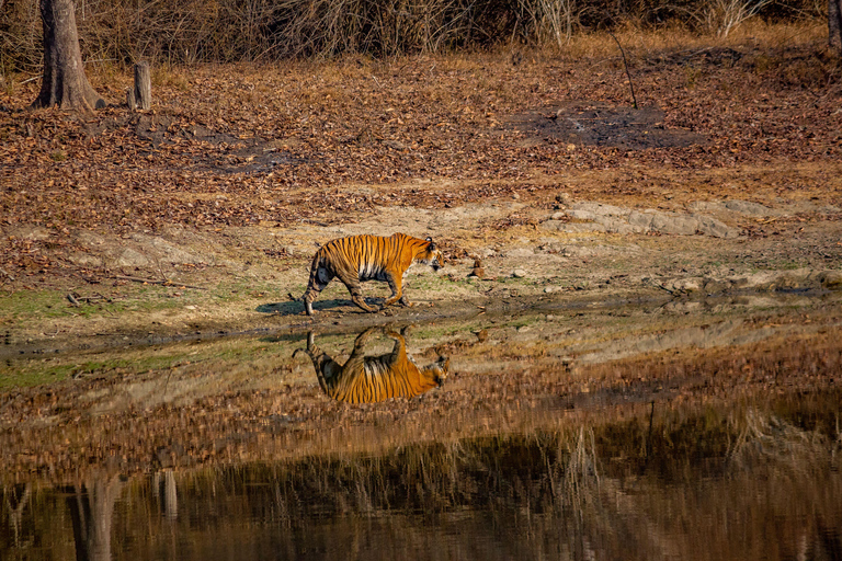 Ranthambore National Park: Core Zone Gypsy safari with Guide Ranthambore National Park: Gypsy Safari with Expert Guide