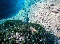 Schnorchel -Tour in Levanto und entdecken Sie die Wunder des Meeres! - Housity