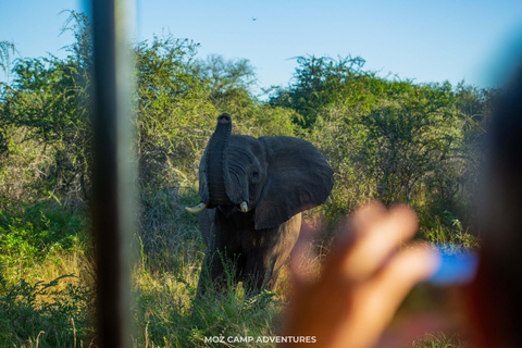 Kruger Park: Big Five Photography Expedition from Maputo