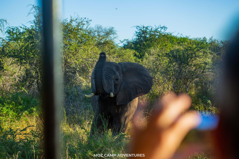 Kruger Park: Big Five Photography Expedition from Maputo