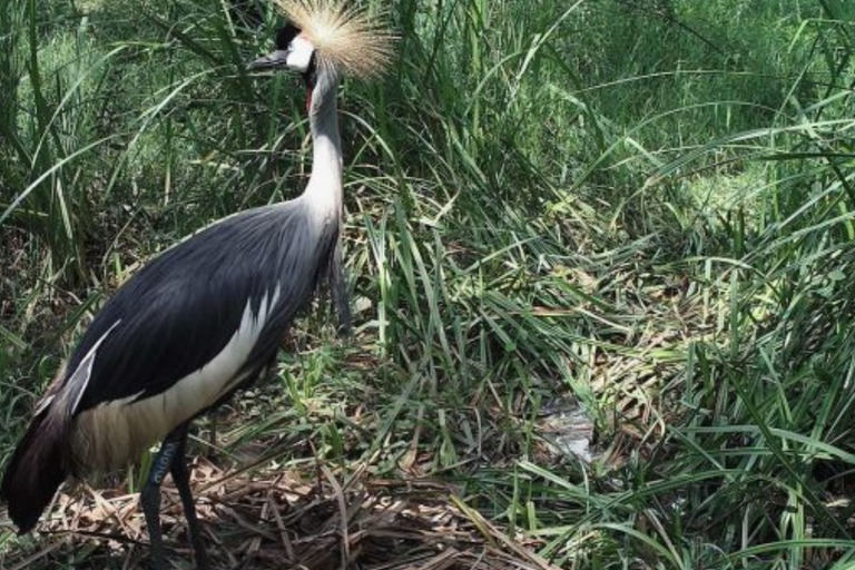 Kigali: Wildlife Rescue & Wetland Conservation Experience