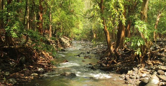 Nature Hike to Piton de la Petite Rivière Noire with Lunch & Transfer