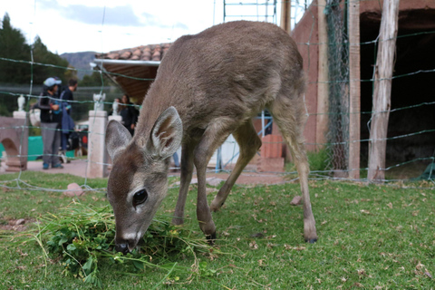 Visita o Santuário de Animais de Cochahuasi com um animal resgatado