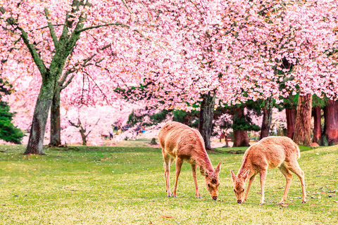 من أوساكا: جولة ليوم واحد في كيوتو ونارا وفوشيمي إناري وأراشياماTrip including Sagano Romantic Train
