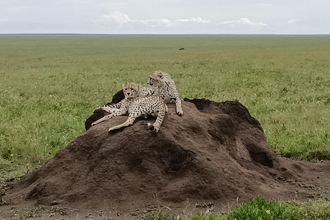 5 DÍAS DE SAFARI. TARANGIRE, SERENGETI, NGORONGORO Y MANYARA