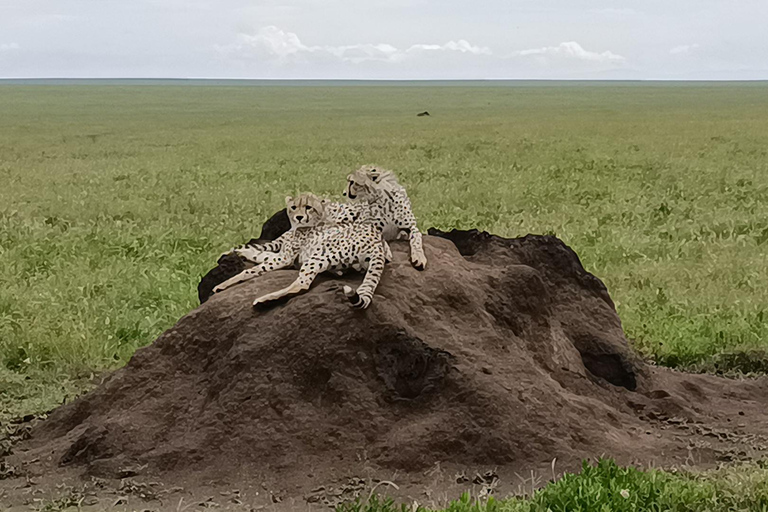 5 DÍAS DE SAFARI. TARANGIRE, SERENGETI, NGORONGORO Y MANYARA