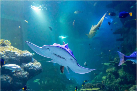 Muscat: Inträdesbiljett till Oman Aquarium