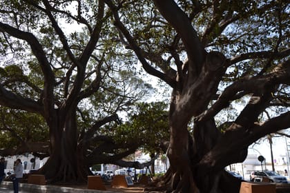 Guided tour of Cádiz, stories from the hand of a local guide - Housity