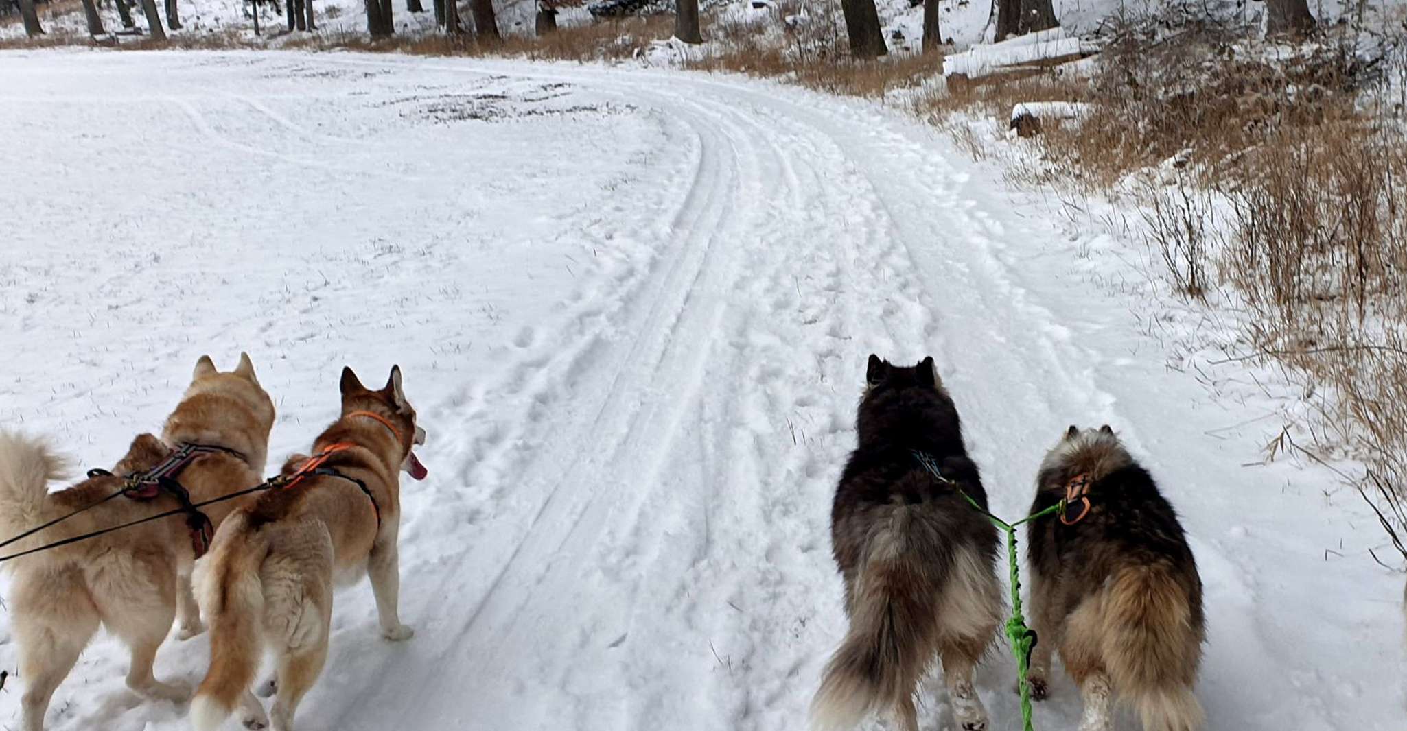 Unterallgäu, Wiedergeltingen Guided Hike with Huskies - Hizvo