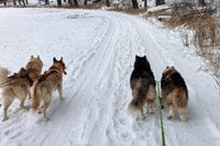 Unterallgäu, Wiedergeltingen Randonnée guidée avec Huskies - Hizvo