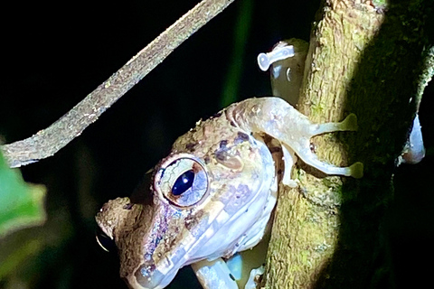 Manuel Antonio: Avondtour met een natuurgids.Avondtour met een natuurgids (vervoer inbegrepen)