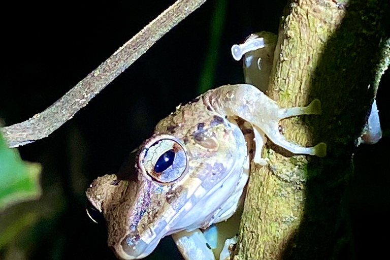 Manuel Antonio : Visite nocturne avec un guide naturaliste.