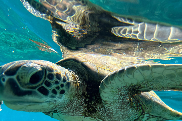 Private Snorkeling Tour - Ad Dimaniyat Islands