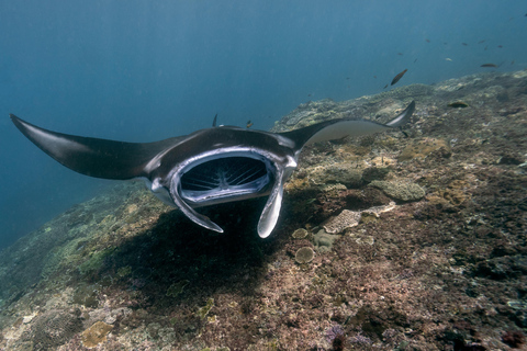 Tagestour Komodo mit privatem Schnellboot