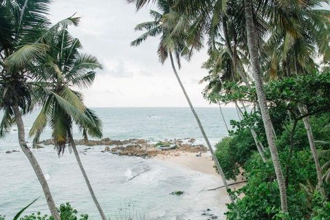Mirissa Whale Watching, Turtle Snorkeling &Coconut Hill Tour Private Tour from Colombo, Negombo or Mount Lavinia