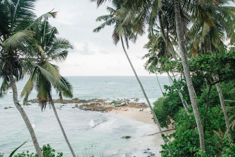 Mirissa Whale Watching, Turtle Snorkeling &Coconut Hill Tour Private Tour from Colombo, Negombo or Mount Lavinia