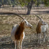 Agadir ou Taghazout Souss Park Animaux sauvages - Hizvo