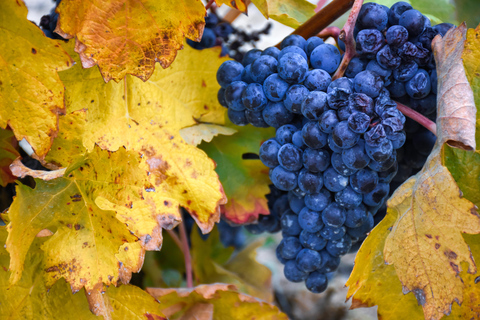 From Bilbao: Vitoria and Logroño Day Trip with Wine Tasting Included Spanish tour from Vitoria