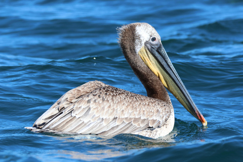 Newport Beach: Whale and Dolphin-Watching Cruise