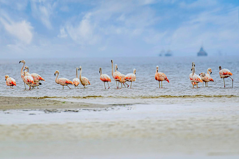 Paracas: Sightseeing Tour of the Ballestas Islands and National Reserve