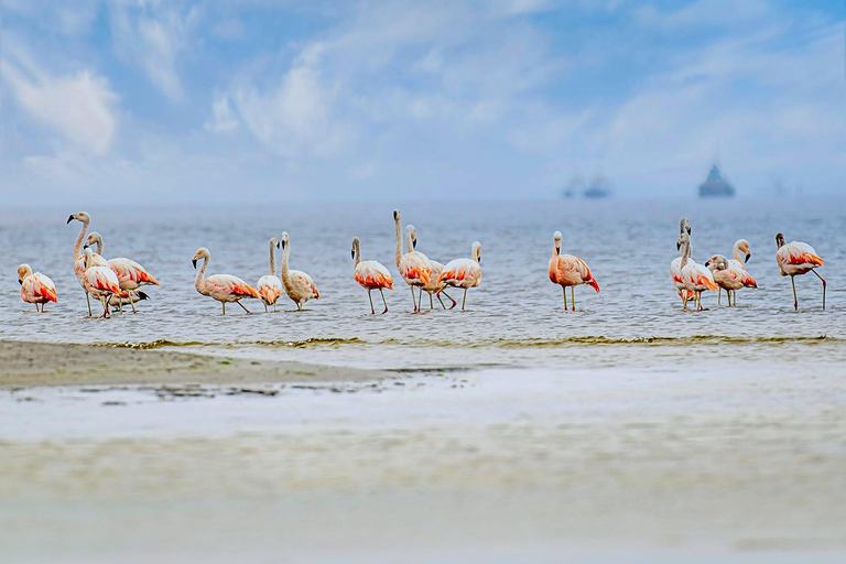 Paracas: Sightseeing Tour of the Ballestas Islands and National Reserve