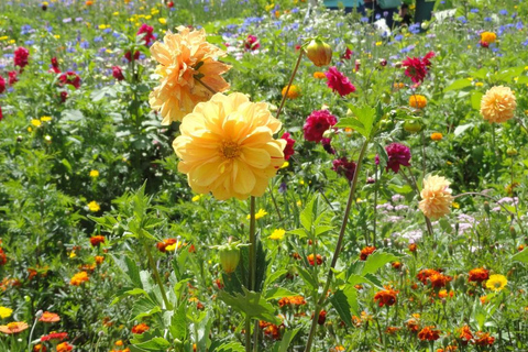 Tour dei fiori e dei silleteros di Medellin