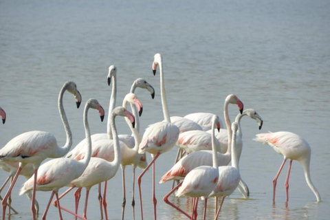 Amboseli Wildlife Dagtour en Masai Bezoeken