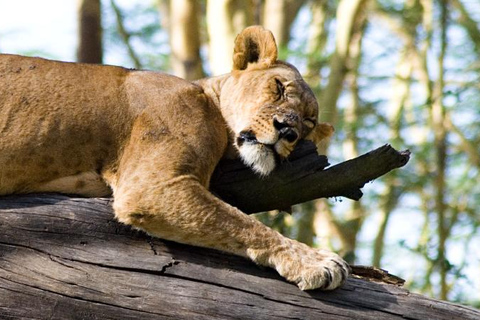 Lake Nakuru National Park Day Trip With Nakuru/Nairobi pick