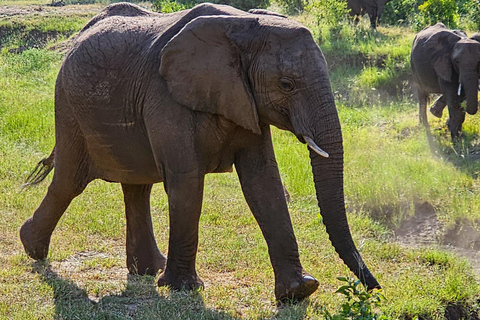 Victoria Falls: Sambesi-Nationalpark PirschfahrtMorgendliche Pirschfahrt