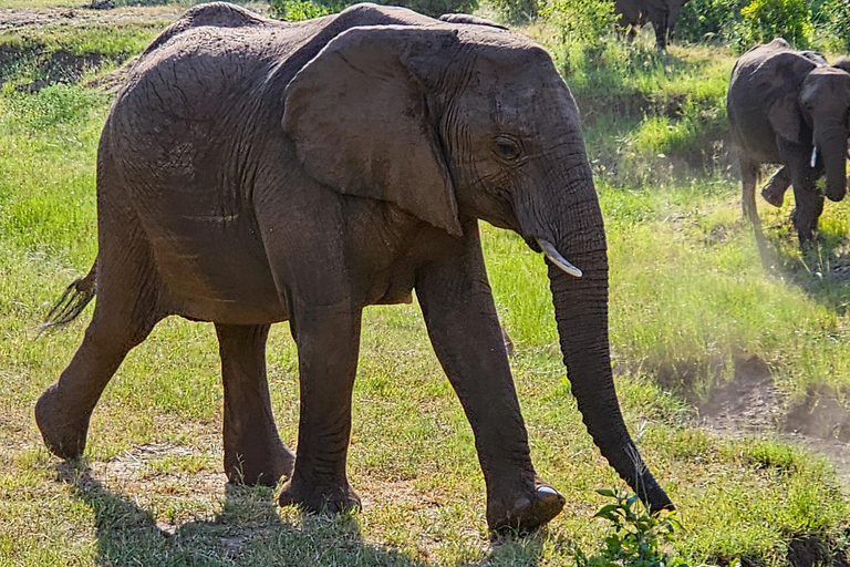 Chutes Victoria : Safari dans le parc national du ZambèzeSafari matinal