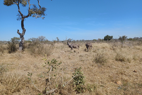 Safari di 3 giorni nel Parco Nazionale Kruger